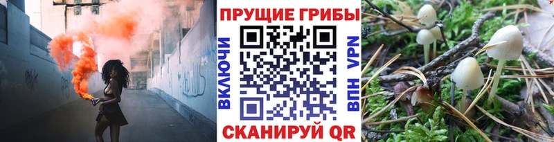 Галлюциногенные грибы Psilocybe  blacksprut ссылка  Перевоз 